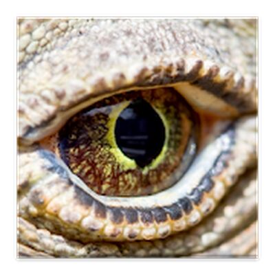 Скачать взломанную Komodo 10 Chess Engine [Мод меню] MOD apk на Андроид