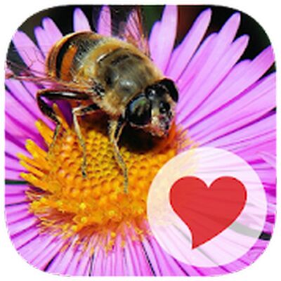 Скачать взломанную 380 Фото [Много монет] MOD apk на Андроид