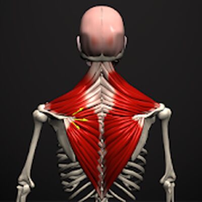 Скачать Anatomy by Muscle & Motion [Unlocked] RU apk на Андроид