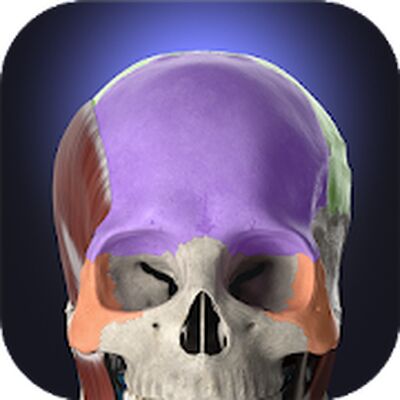 Скачать Anatomyka - 3D Human Anatomy Atlas [Полная версия] RU apk на Андроид