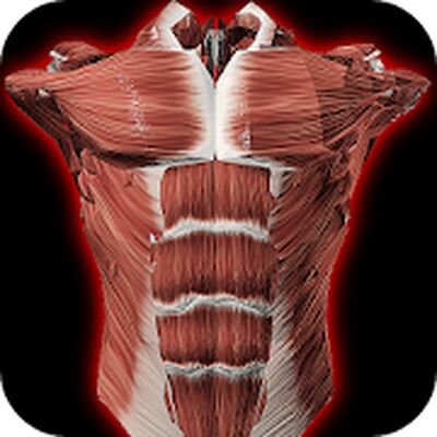 Скачать мышечная система в 3D (анатомия) [Полная версия] RU apk на Андроид
