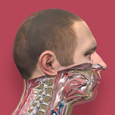 Скачать Pirogov Anatomy [Premium] RU apk на Андроид