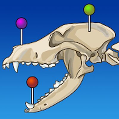 Скачать vet-Anatomy [Полная версия] RUS apk на Андроид