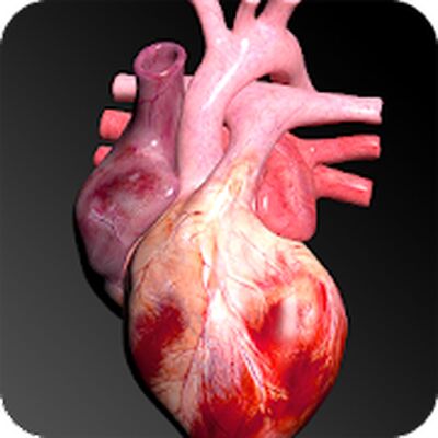 Скачать Система кровообращения в 3D (анатомия) [Полная версия] RUS apk на Андроид