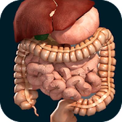 Скачать Внутренние органы в 3D (анатомия) [Unlocked] RUS apk на Андроид