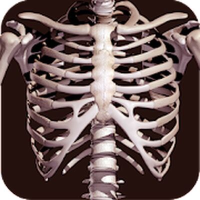 Скачать Osseous System 3D (анатомия) [Без рекламы] RUS apk на Андроид