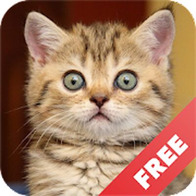 Скачать Звуки котов - поиграй с котами [Premium] RUS apk на Андроид