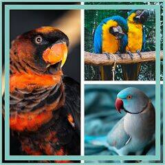 Скачать взломанную Bird Guess Fun Feather Trivia [Много денег] MOD apk на Андроид