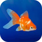 Скачать взломанную Goldfish 3D Relaxing Aquarium [Много монет] MOD apk на Андроид