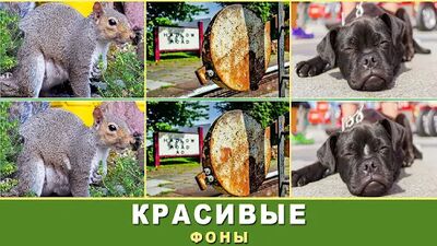 Скачать взломанную Найди отличия [Много монет] MOD apk на Андроид