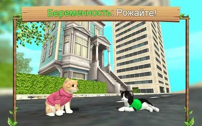 Скачать взломанную Симулятор Кошки Онлайн [Много денег] MOD apk на Андроид