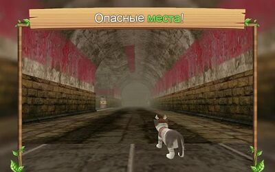 Скачать взломанную Симулятор Кошки Онлайн [Много денег] MOD apk на Андроид