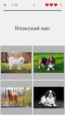 Скачать взломанную Собаки - Фото-тест про популярные породы собак [Много монет] MOD apk на Андроид