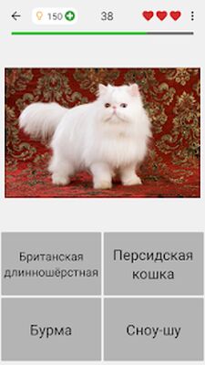 Скачать взломанную Кошки: Фото-викторина про популярные породы кошек [Много денег] MOD apk на Андроид