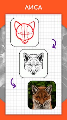 Скачать Как рисовать животных. Пошаговые уроки рисования [Без рекламы] RUS apk на Андроид