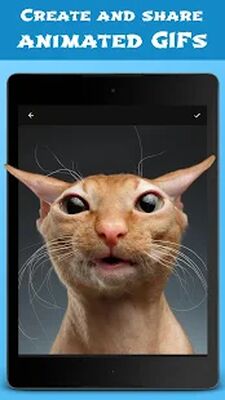 Скачать Jellify: Photo Wobble Editor [Unlocked] RUS apk на Андроид