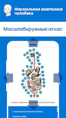 Скачать Нормальная анатомия человека [Premium] RU apk на Андроид