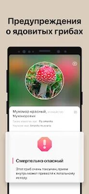 Скачать Picture Mushroom - Mushroom ID [Без рекламы] RU apk на Андроид