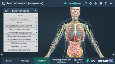 Скачать Тело человека (мужчина), интерактивное 3D ВР [Premium] RU apk на Андроид