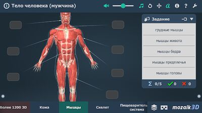 Скачать Тело человека (мужчина), интерактивное 3D ВР [Premium] RU apk на Андроид