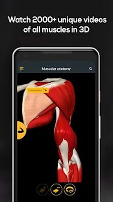 Скачать Anatomy by Muscle & Motion [Unlocked] RU apk на Андроид