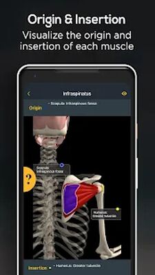 Скачать Anatomy by Muscle & Motion [Unlocked] RU apk на Андроид