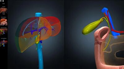 Скачать Anatomy Learning - 3D анатомический атлас [Без рекламы] RU apk на Андроид