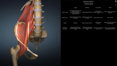 Скачать Anatomy Learning - 3D анатомический атлас [Без рекламы] RU apk на Андроид