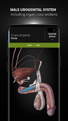 Скачать Anatomyka - 3D Human Anatomy Atlas [Полная версия] RU apk на Андроид