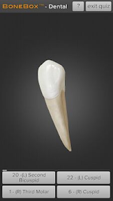 Скачать BoneBox™ - Dental Lite [Полная версия] RUS apk на Андроид