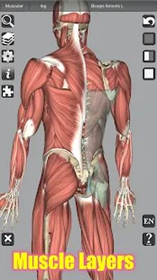 Скачать 3D Bones and Organs (Anatomy) [Unlocked] RUS apk на Андроид