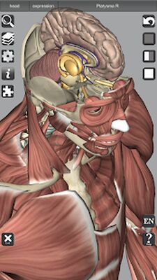 Скачать 3D Bones and Organs (Anatomy) [Unlocked] RUS apk на Андроид