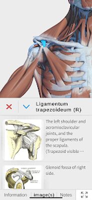 Скачать Visual Anatomy 3D - Human [Полная версия] RU apk на Андроид