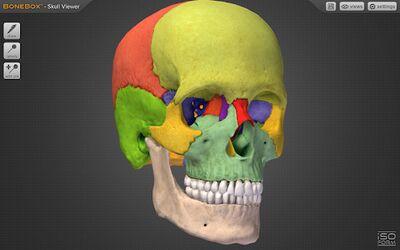 Скачать BoneBox™ - Skull Viewer [Без рекламы] RUS apk на Андроид