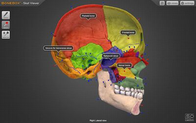 Скачать BoneBox™ - Skull Viewer [Без рекламы] RUS apk на Андроид