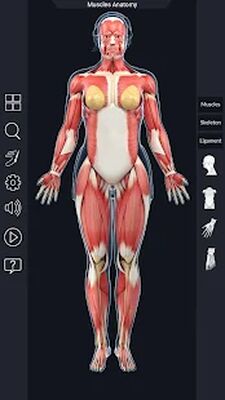 Скачать Muscle Anatomy Pro. [Unlocked] RUS apk на Андроид