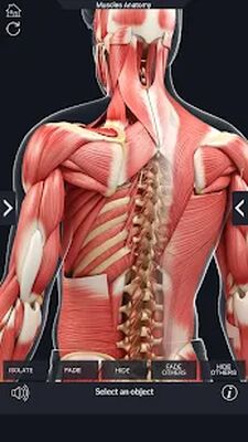 Скачать Muscle Anatomy Pro. [Unlocked] RUS apk на Андроид