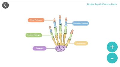 Скачать Anatomy 3D [Unlocked] RU apk на Андроид