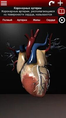 Скачать Система кровообращения в 3D (анатомия) [Полная версия] RUS apk на Андроид