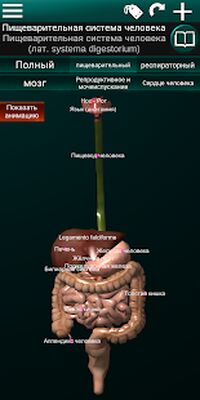 Скачать Внутренние органы в 3D (анатомия) [Unlocked] RUS apk на Андроид