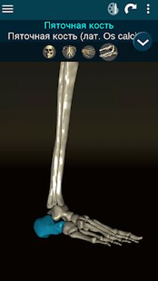 Скачать Osseous System 3D (анатомия) [Без рекламы] RUS apk на Андроид