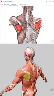Скачать Visual Acupuncture 3D [Premium] RU apk на Андроид