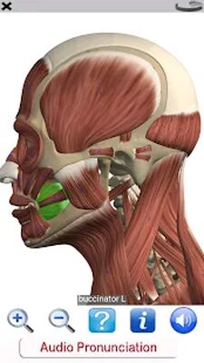 Скачать Visual Anatomy Free [Unlocked] RUS apk на Андроид