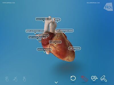 Скачать Heart Explore 3D [Premium] RU apk на Андроид