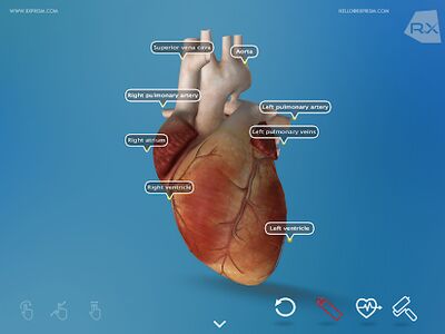 Скачать Heart Explore 3D [Premium] RU apk на Андроид