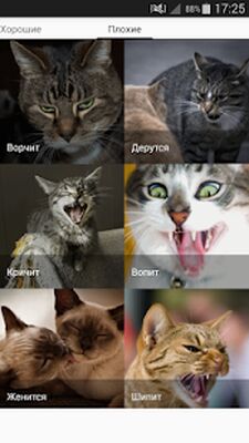 Скачать Звуки котов - поиграй с котами [Premium] RUS apk на Андроид