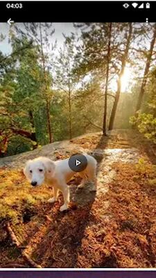 Скачать Скачать Тикток Видео и Музыку [Полная версия] RU apk на Андроид